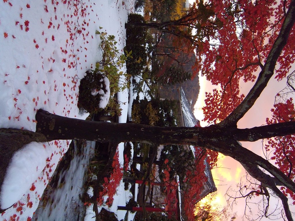 紅と白