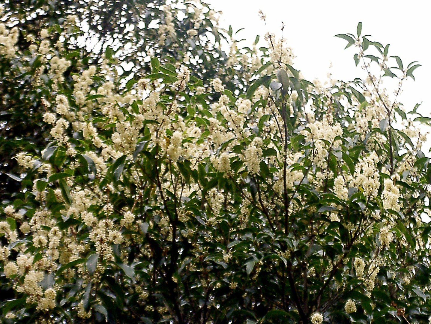 《番外》 これが「ウスギモクセイ」