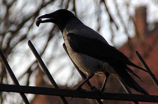 Raven.