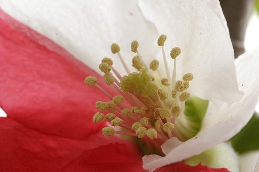 ボケの花