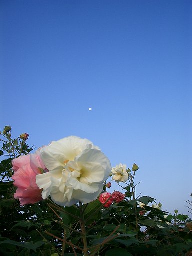 〜　酔芙蓉と月　〜