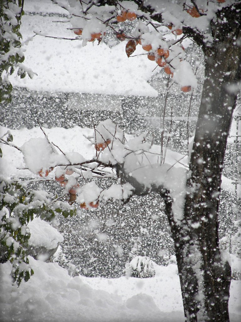 初雪にして