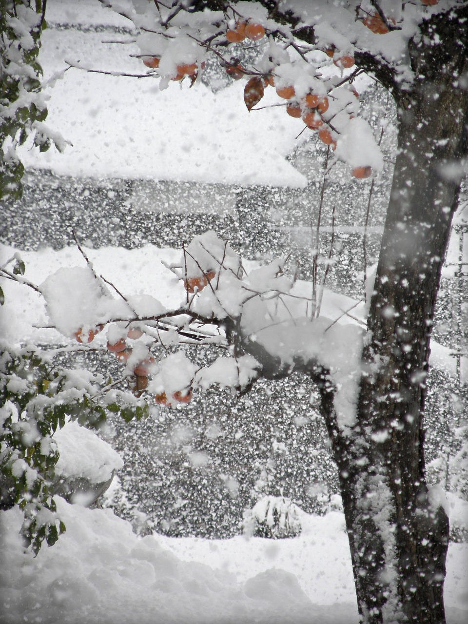 初雪にして