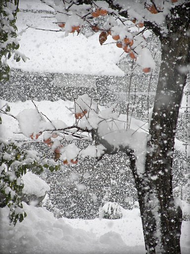 初雪にして