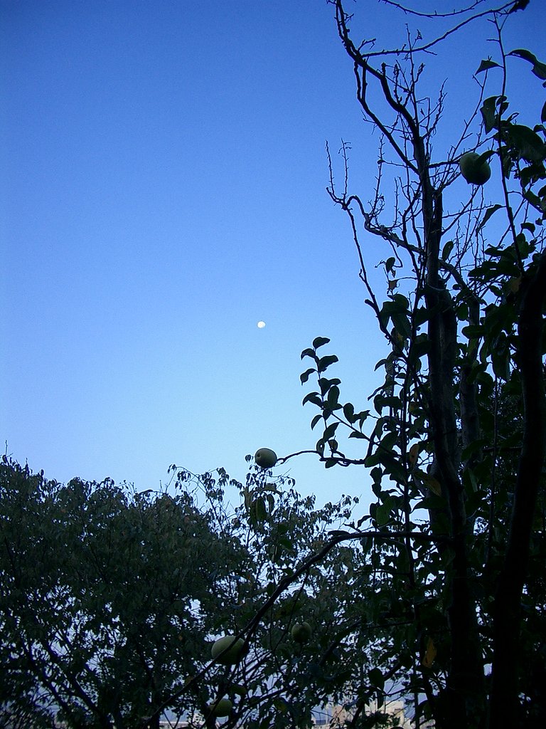 〜　花梨と月　〜