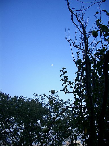 〜　花梨と月　〜