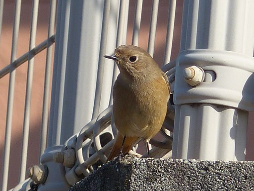 散歩で見た鳥ジョウビタキメス