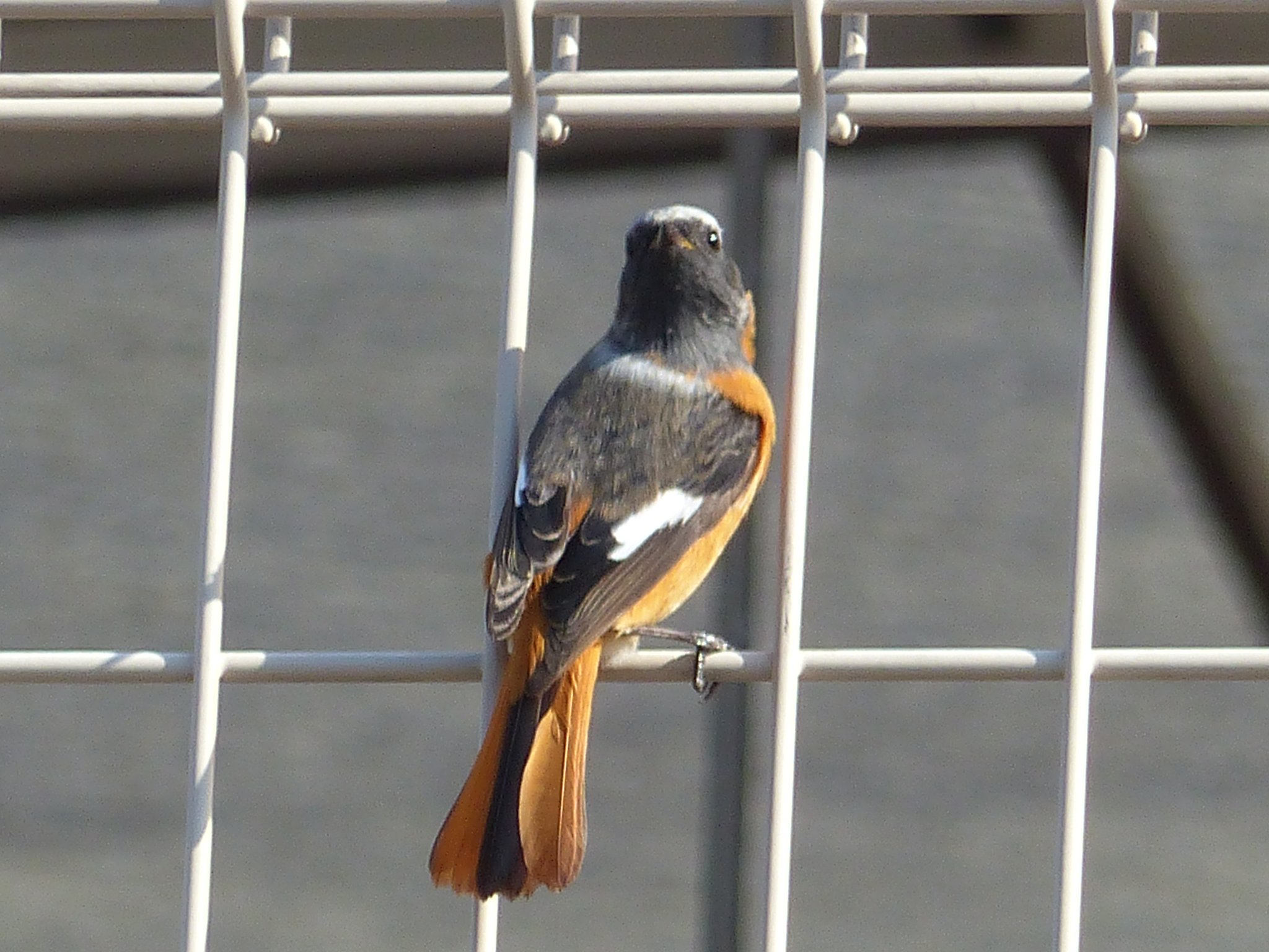 散歩で見た鳥ジョウビタキ　オス