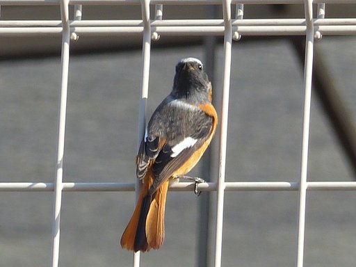 散歩で見た鳥ジョウビタキ　オス