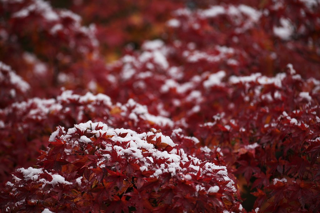 初雪