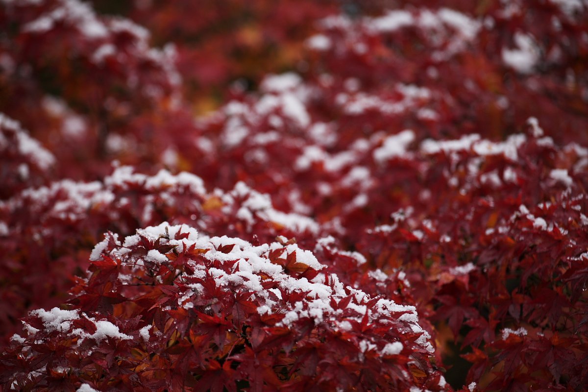 初雪