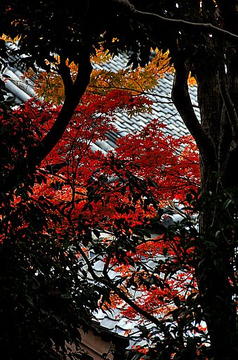 紅葉深し