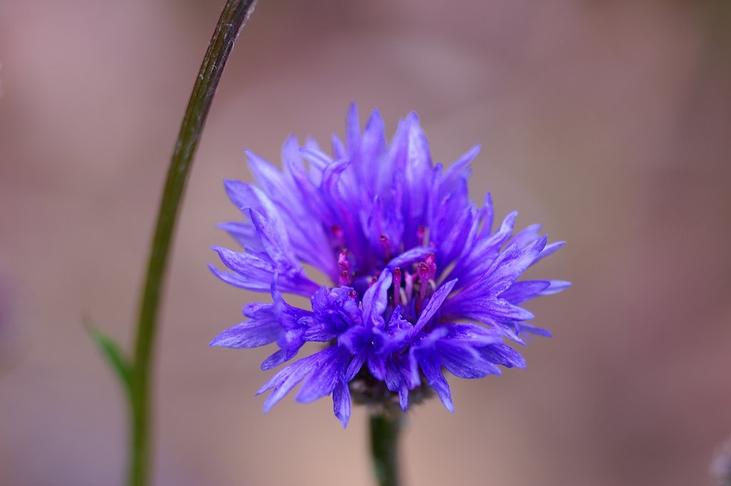 近所の花　其の1
