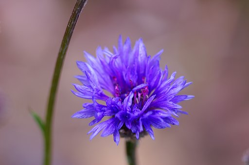近所の花　其の1