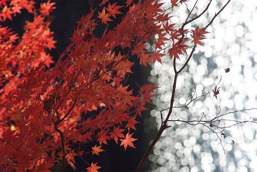 紅葉とガラス玉？