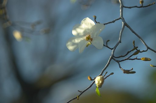 こぶしの花