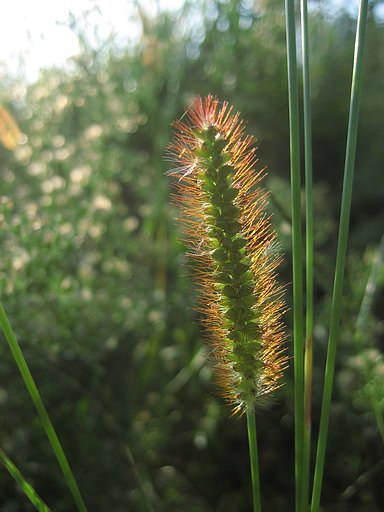 【秋影】赤毛のエノコロソウ