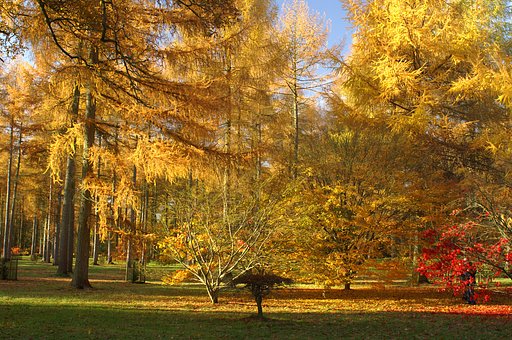 元画像—The Golden Autumn