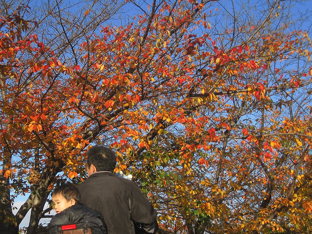 【2008】さくらさくらの秋