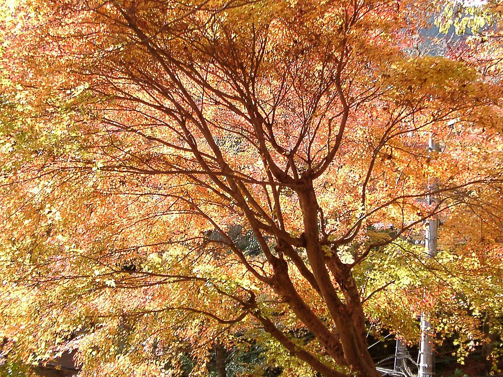 ◆紅葉スケッチ-08 高尾山④