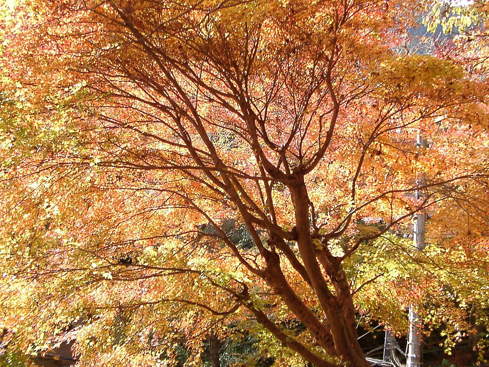 ◆紅葉スケッチ-08 高尾山④