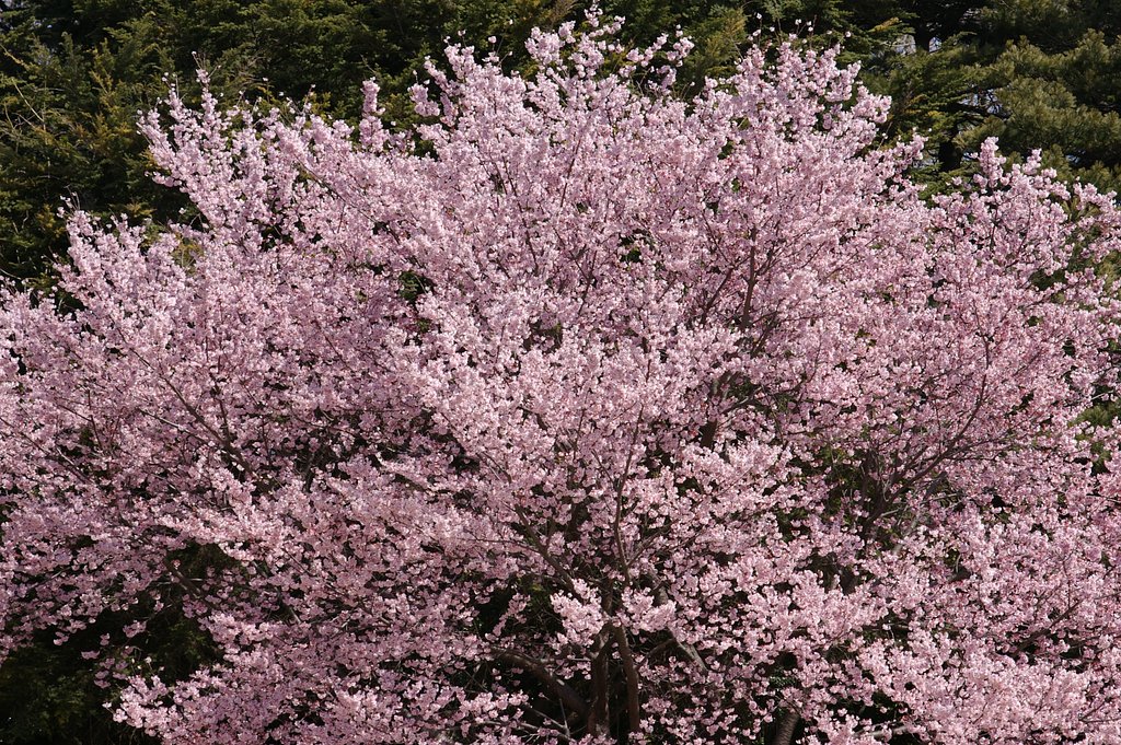春爛漫