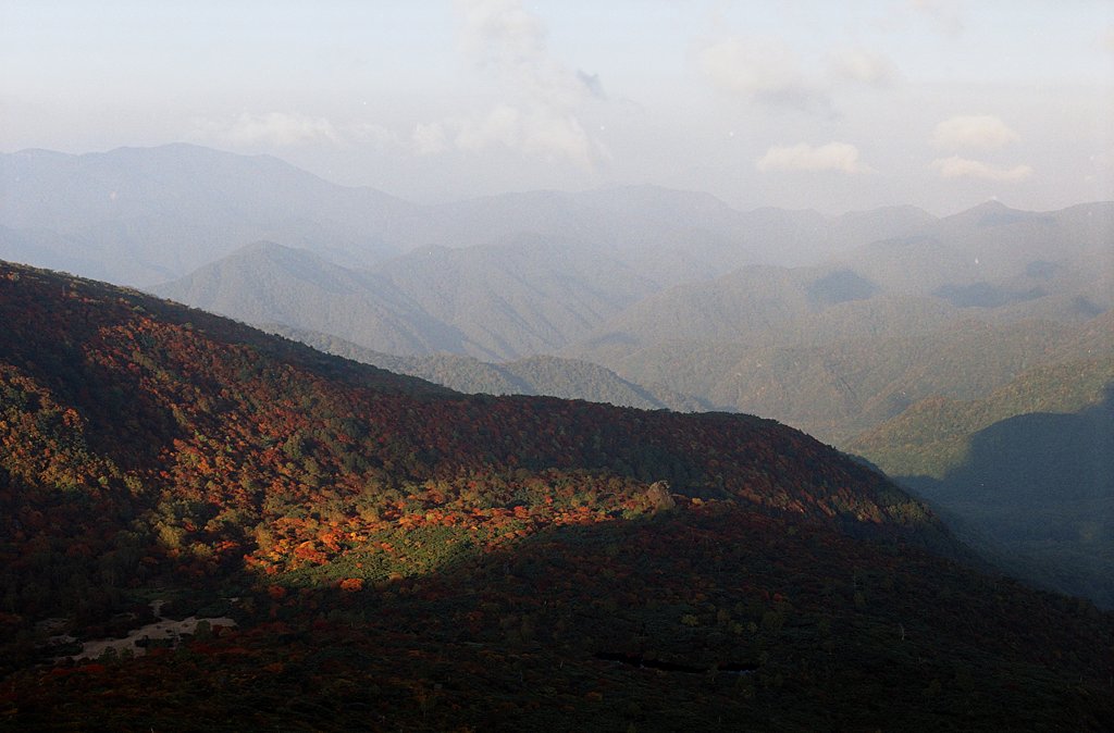 朝の紅葉