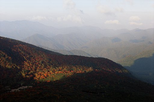 朝の紅葉