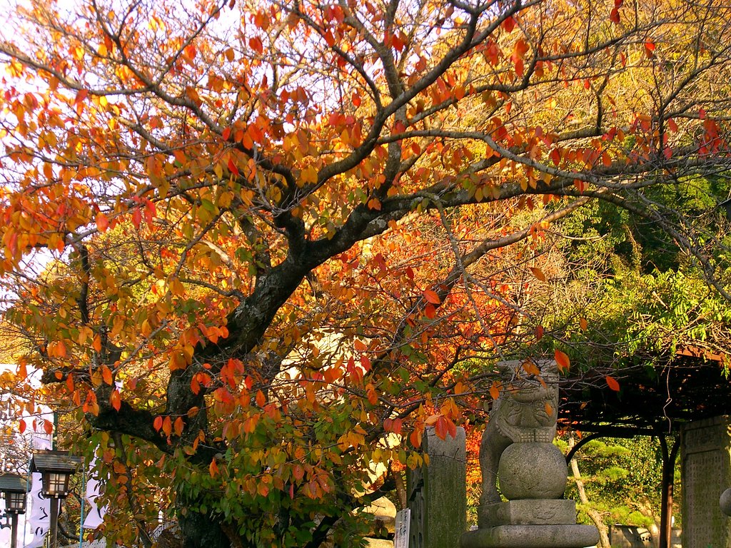 紅葉