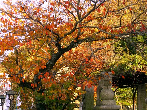 紅葉