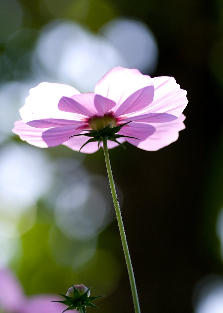 花とんぼ