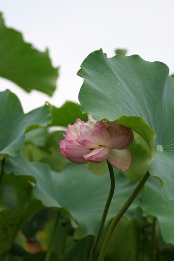 夜目遠目、傘の内＜の、縦ばぁじょん