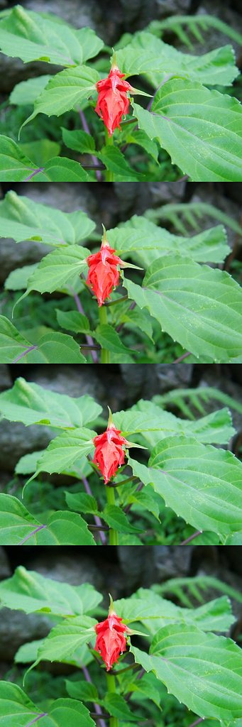 赤い花を露出補正を変えて撮影