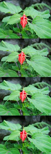 赤い花を露出補正を変えて撮影
