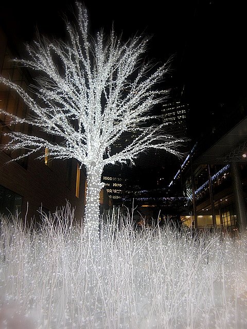 汐留のクリスマスイルミネーション