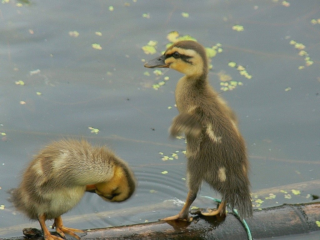 【２００８】立っちは気持ちいいな〜
