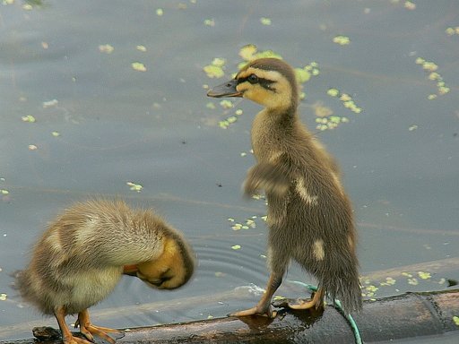 【２００８】立っちは気持ちいいな〜