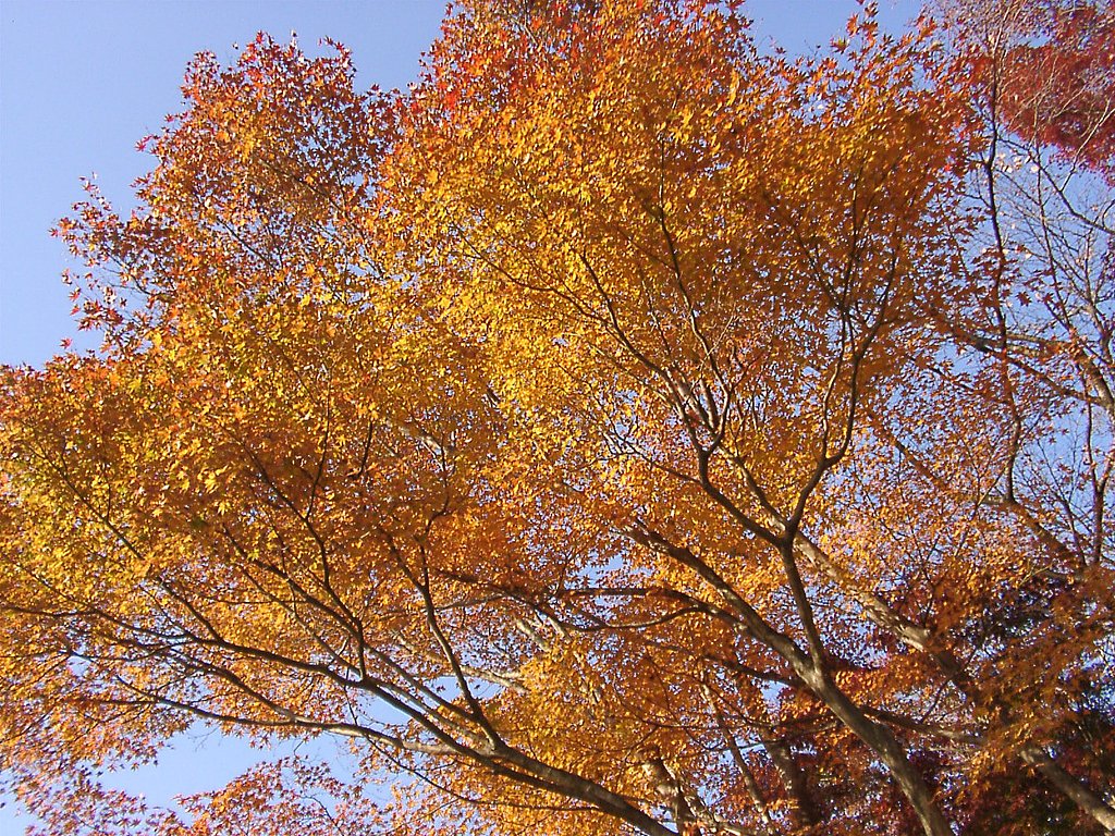 ◆紅葉スケッチ-35 高尾山(31)