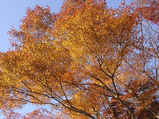 ◆紅葉スケッチ-35 高尾山(31)