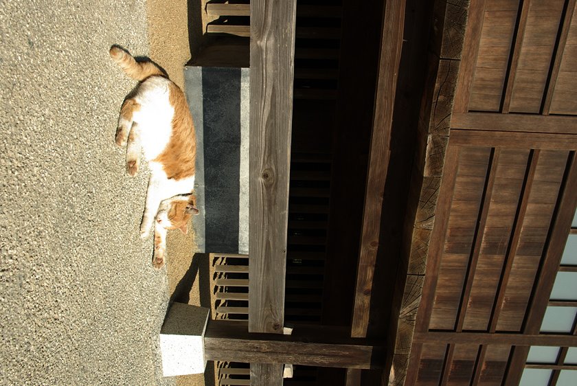 猫...小春日和  A Cat&Warm Autumn Day