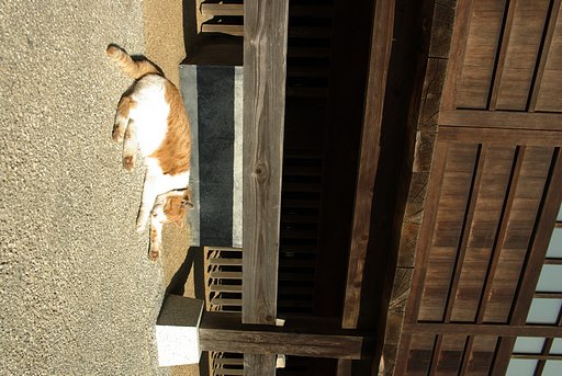 猫...小春日和  A Cat&Warm Autumn Day