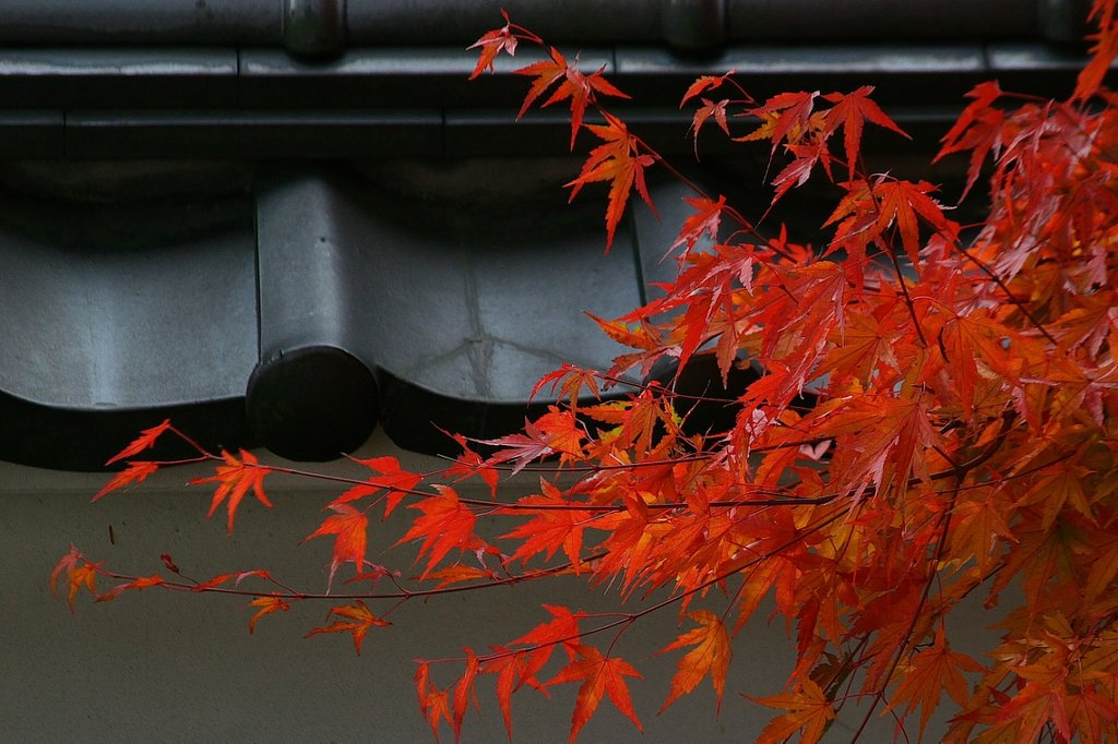 【2008】今年の紅葉