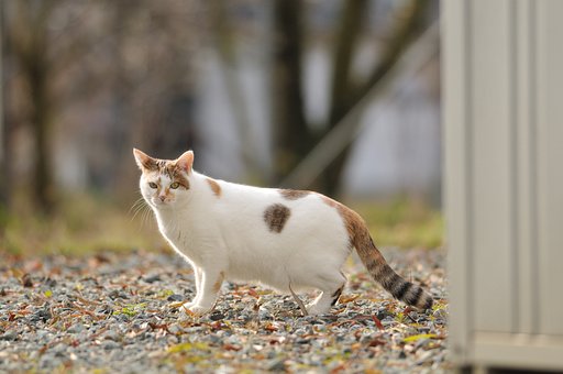 猫