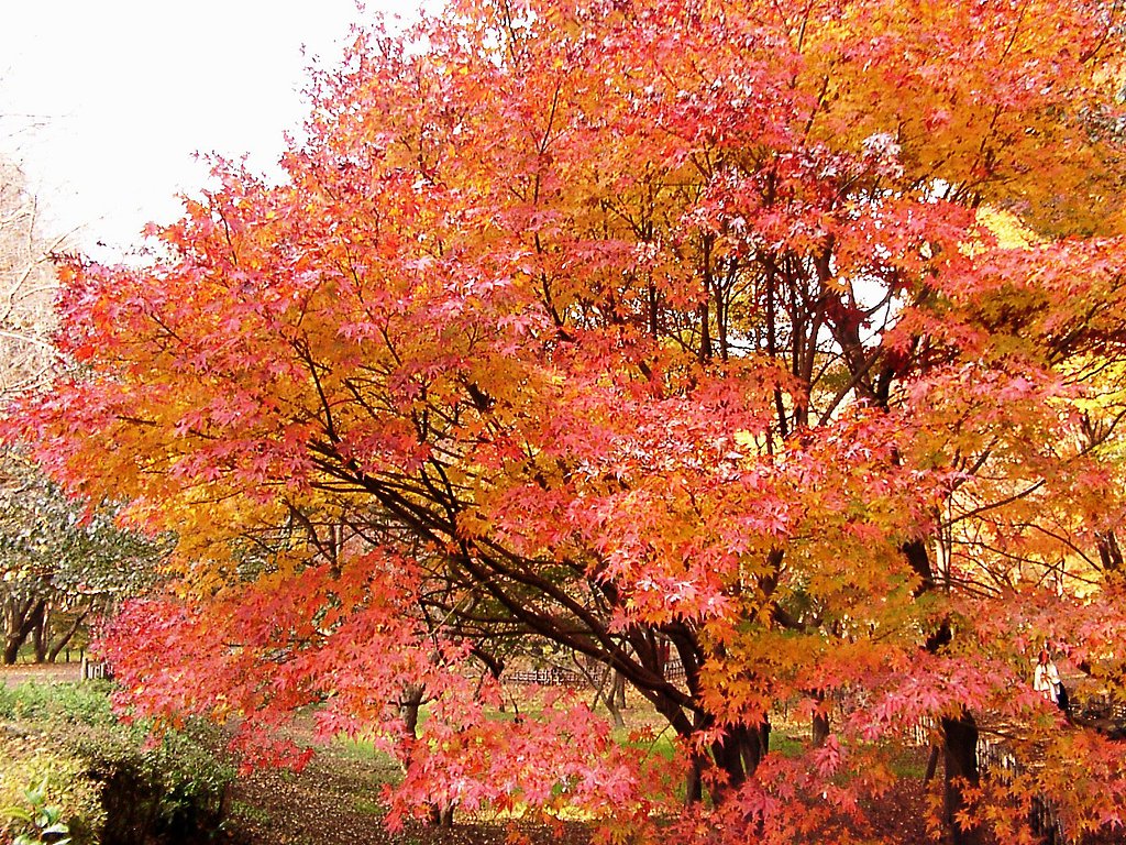 ◆紅葉スケッチ-63 神代植物公園(23)