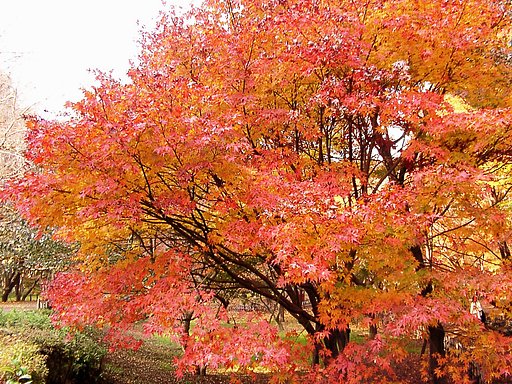 ◆紅葉スケッチ-63 神代植物公園(23)