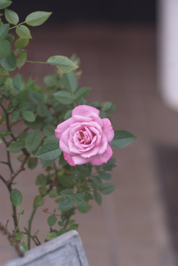 エルマー　9cm/4　