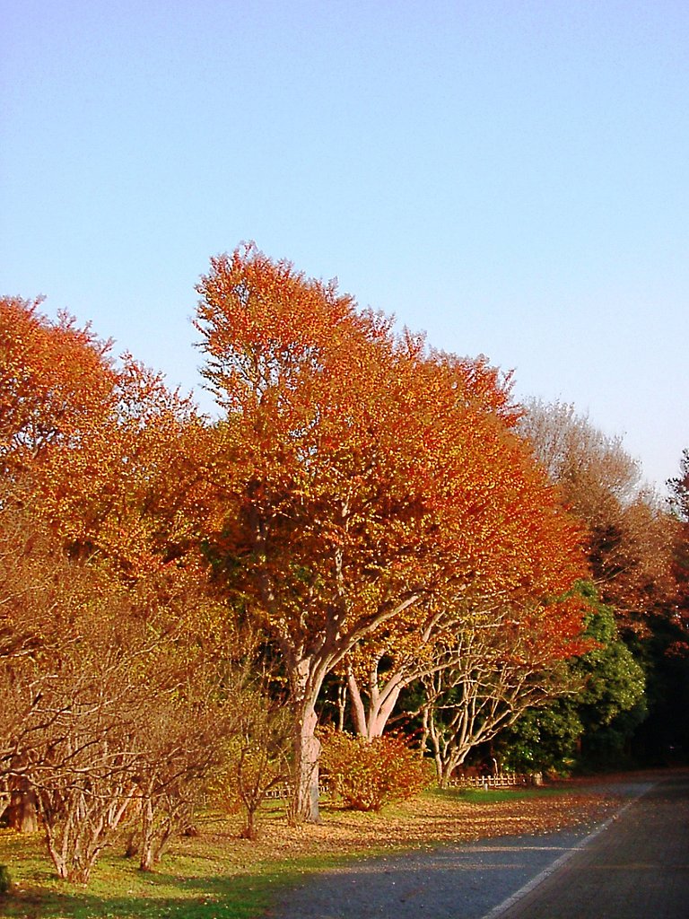 ◆紅葉スケッチ-65 神代植物公園(25)