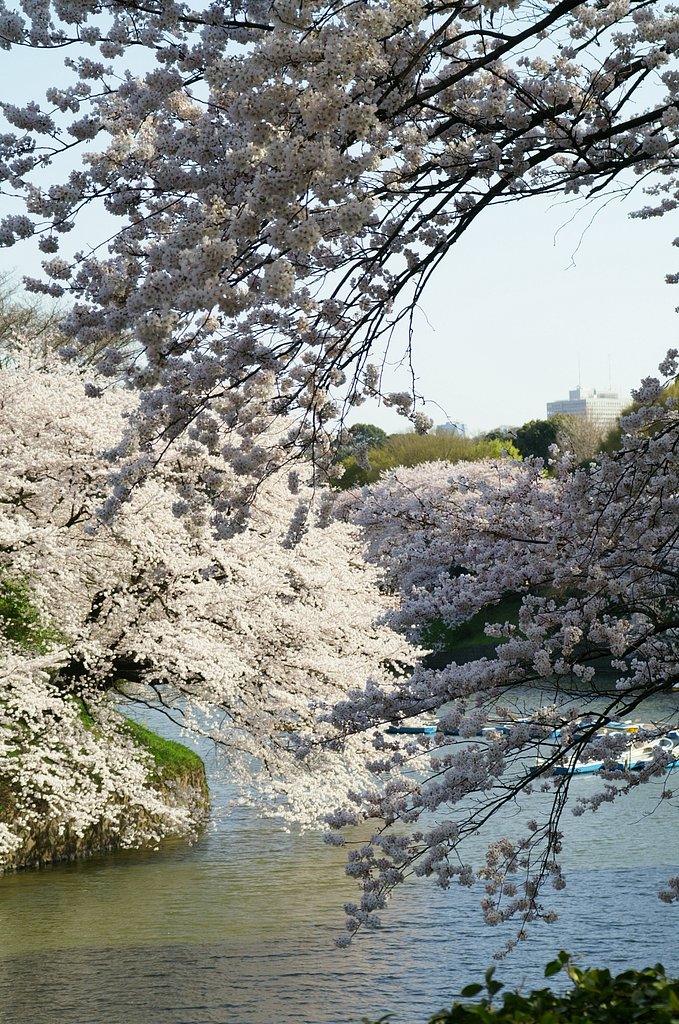 桜に酔う