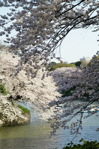 桜に酔う