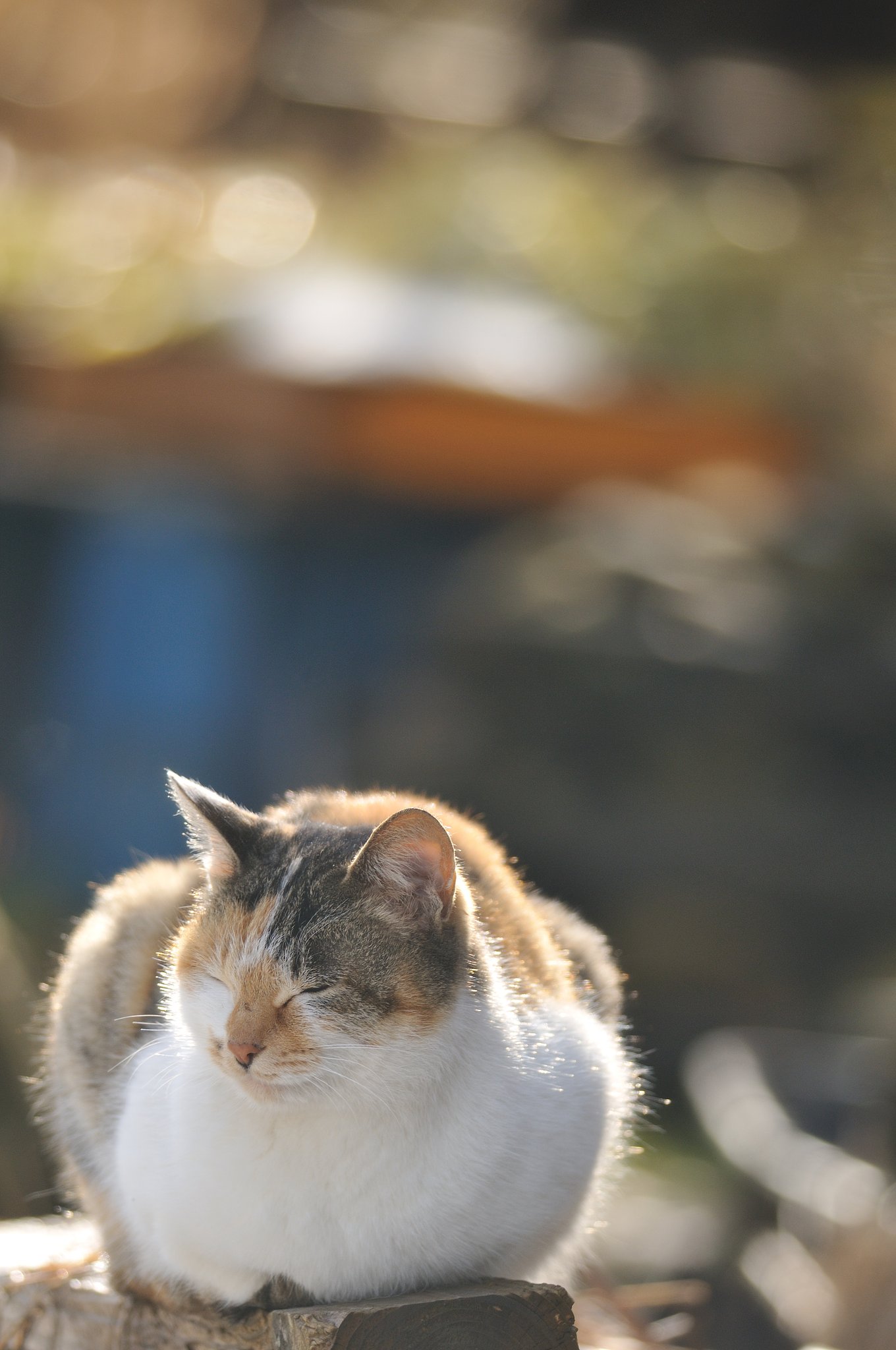 野良猫